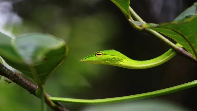 La serpiente carnívora y esbelta trepa ágilmente por los árboles.