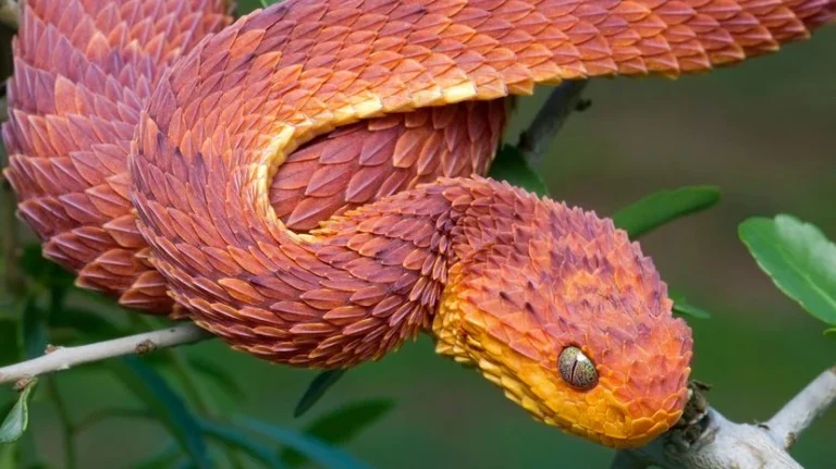 7 serpientes de color naranja que son poco comunes de ver