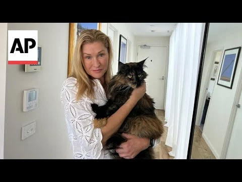 Curiosidades: Gato abandonado en avión emprende tres aventuras internacionales en solo 24 horas.