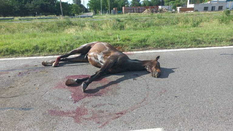 Accidente en la Ruta PY05: Camioneta impacta a caballo montado por niño