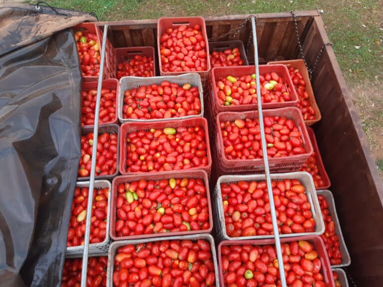 “Hambre Cero”: Denuncian que proveedora Blanca Nieves compra 5 mil kilos de tomate por semana de contrabando a 60 % menos del valor de mercado