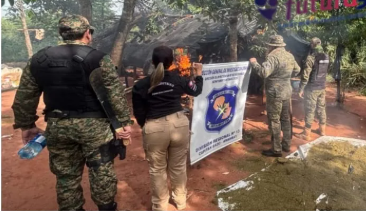 Operativo antidrogas en Capitán Bado desmantela plantaciones de marihuana.