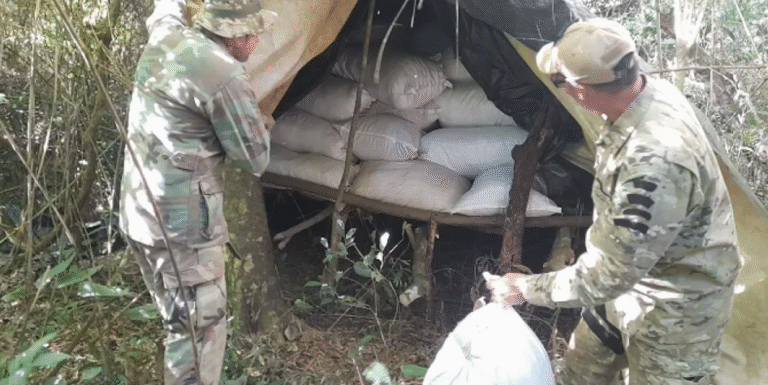 Más de 800 toneladas de mariguana fueron erradicadas por la SENAD y la Policía Federal
