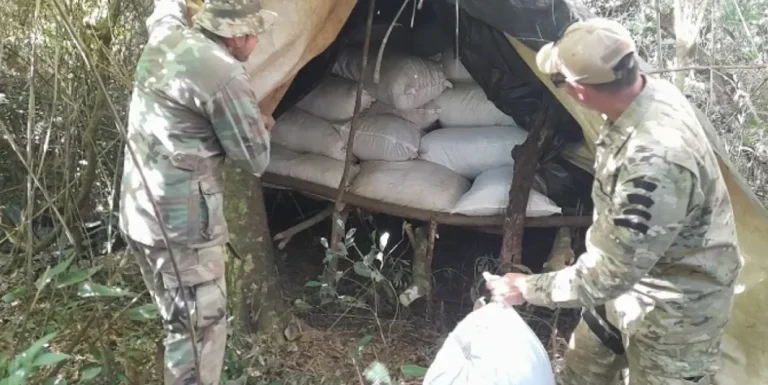 Más de 800 toneladas de mariguana fueron erradicadas por la SENAD y la Policía Federal