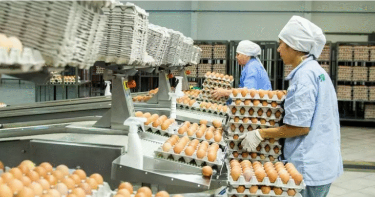 Singapur abre sus puertas a la exportación de huevos paraguayos