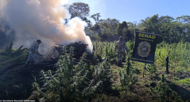 Erradican plantación y destruyen más de 7.000 kilos de marihuana en zona rural de Amambay