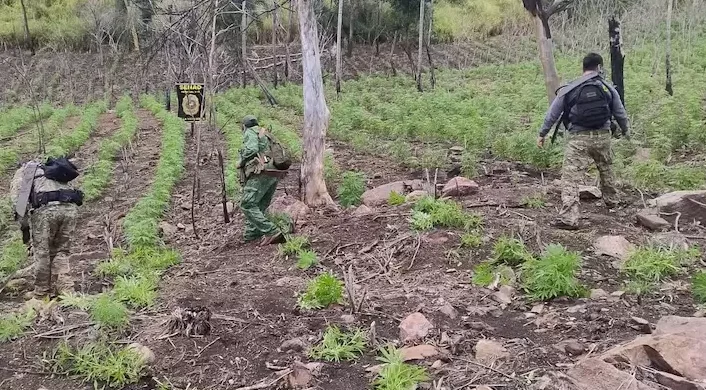 Senad anulan casi 17 toneladas de marihuana