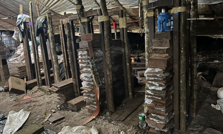 Incautan más de 10 toneladas de marihuana y desmantelan centro de producción en San Pedro