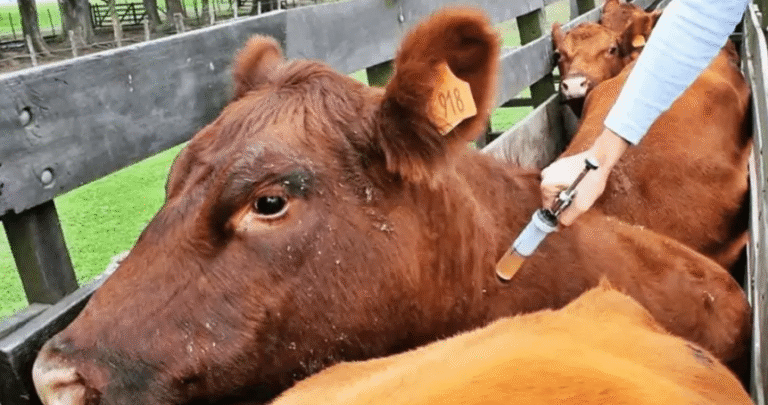 «Suspender vacuna contra la fiebre aftosa ya es una decisión política», dice analista