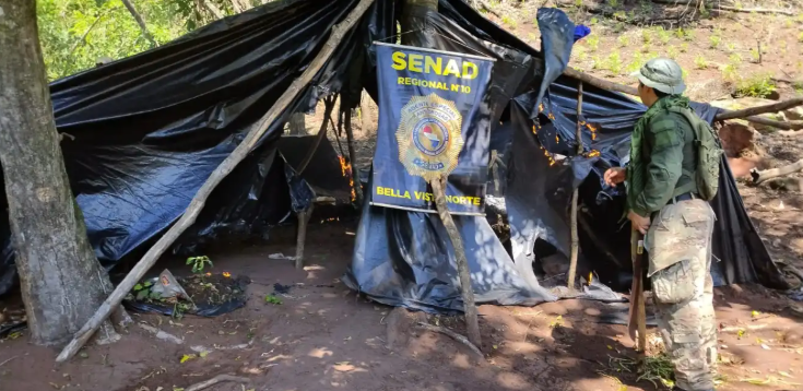 Agentes antidrogas destruyen cultivo de marihuana en comunidad indígena de Amambay