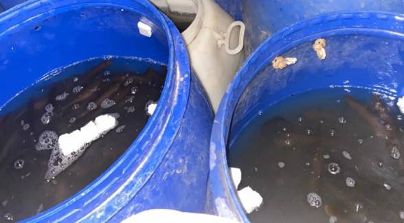 Incautación de “morenita” y aprehensión en procedimiento policial