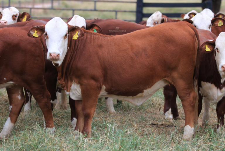 Cerro Corá: Denuncian presunto caso de abigeato en un establecimiento rural