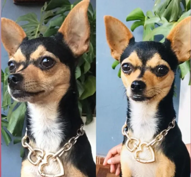 Los “amigo de lo ajeno” les robaron hasta el chihuahua