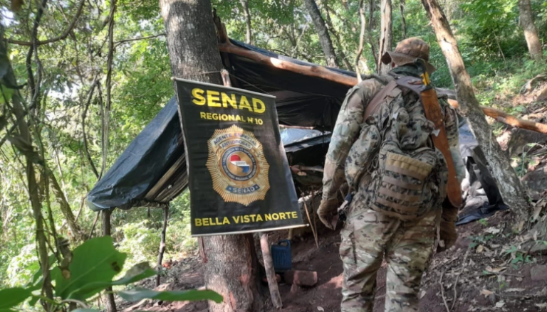 Senad detecta campamento narco y elimina 15 toneladas de marihuana en Bella Vista Norte