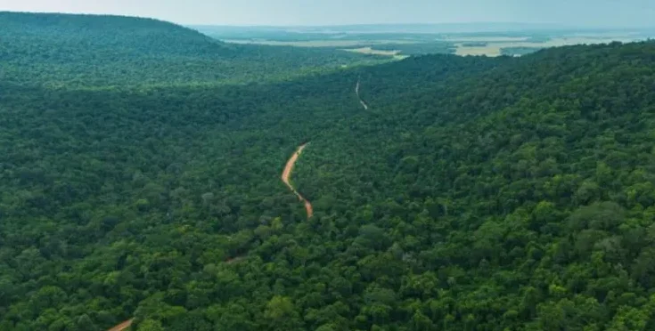Paraguay conserva el 44,4% de su territorio forestal y registra baja en la deforestación, según Infona
