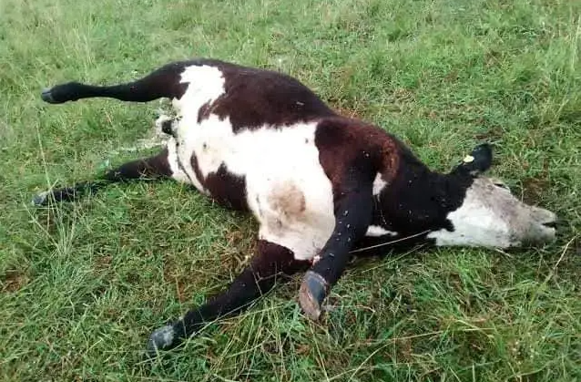 Muerte súbita de ganados en Ñeembucú; sospechan por un brote de clostridiosis bovina