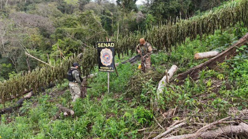 Senad destruye casi 14 toneladas de marihuana y elimina 3 hectáreas de cultivos en Cerro Corá